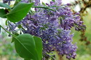Syringa Vulgaris
